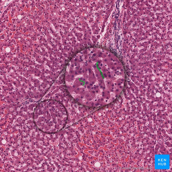 Bile canaliculus (Canaliculus bilifer); Image: 