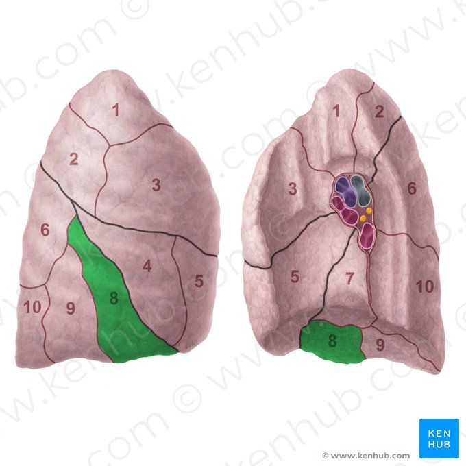Anterior basal segment of right lung (Segmentum basale anterius pulmonis dextri); Image: Paul Kim