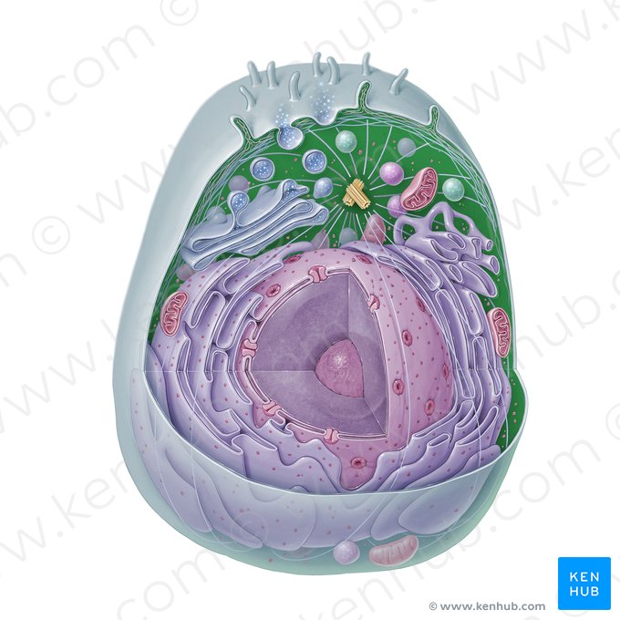 Cytosol; Image: Paul Kim