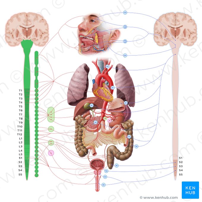 Sympathetic nervous system (Systema nervosum sympathicum); Image: Paul Kim