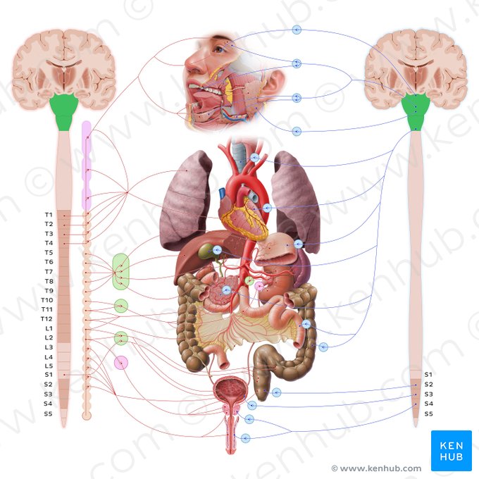 Brainstem (Truncus encephali); Image: Paul Kim