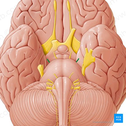 Trochlear nerve (Nervus trochlearis); Image: Paul Kim