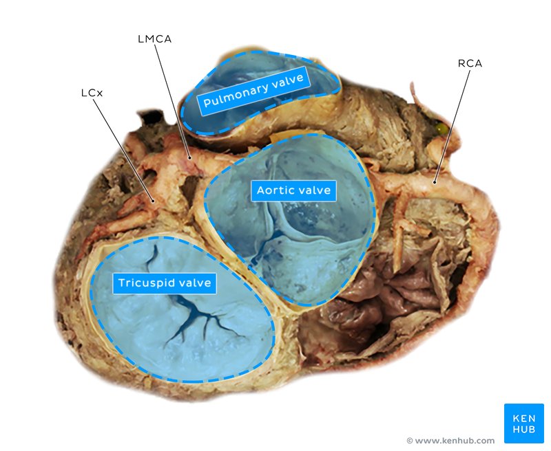 Heart valves in a cadaver