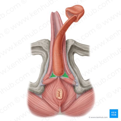 Perineal membrane (Membrana perinei); Image: Samantha Zimmerman