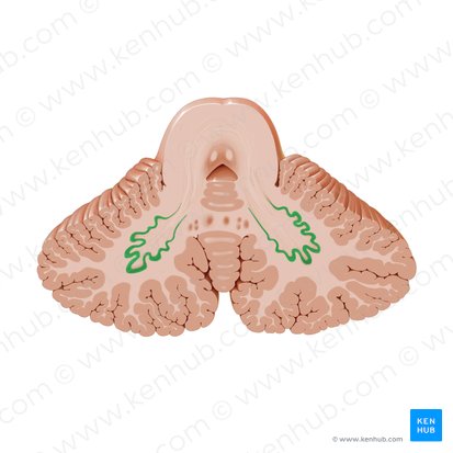 Dentate nucleus (Nucleus dentatus); Image: Paul Kim