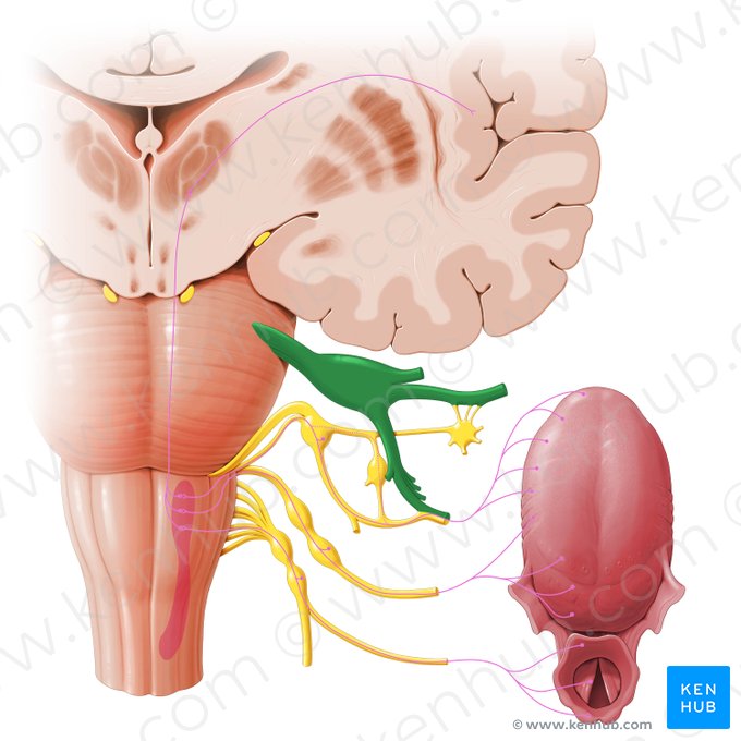 Nervio trigémino (Nervus trigeminus); Imagen: Paul Kim
