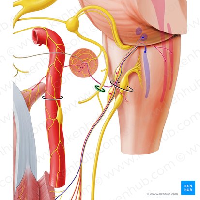 Foramen stylomastoideum (Griffel-Warzenfortsatz-Loch); Bild: Paul Kim