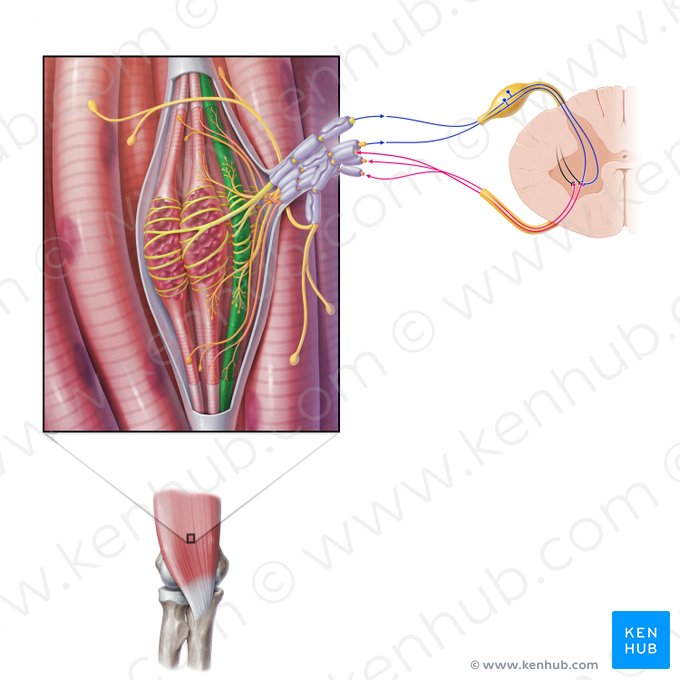Fibra de cadena nuclear (Myofibra catenaformis); Imagen: Paul Kim