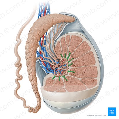Straight seminiferous tubule (Tubulus seminifer rectus); Image: Paul Kim