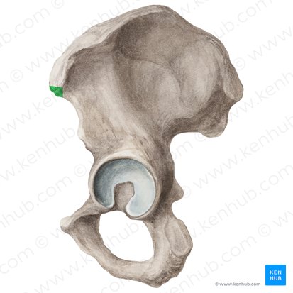 Spina iliaca anterior superior (Vorderer oberer Darmbeinstachel); Bild: Liene Znotina