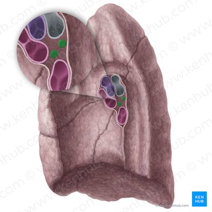 Bronchopulmonary lymph nodes of right lung (Nodi lymphoidei bronchopulmonales pulmonis dextri); Image: Yousun Koh