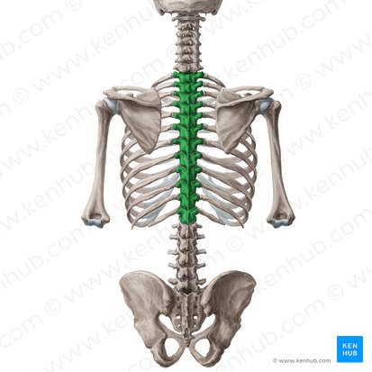 Vertebrae thoracicae (Brustwirbel); Bild: Yousun Koh