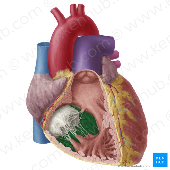 Interventricular septum (Septum interventriculare); Image: Yousun Koh