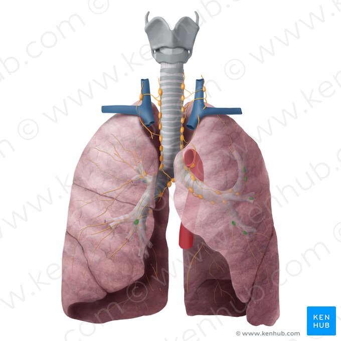 Intrapulmonary lymph nodes (Nodi lymphoidei intrapulmonales); Image: Begoña Rodriguez