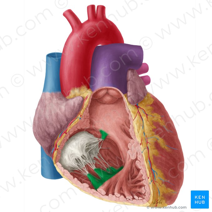 Papillary muscles of heart (Musculi papillares); Image: Yousun Koh