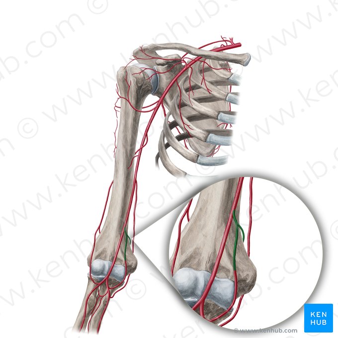 Arteria collateralis ulnaris inferior (Untere ulnare Kollateralarterie); Bild: Yousun Koh