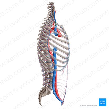 Vena subclavia (Unterschlüsselbeinvene); Bild: Paul Kim