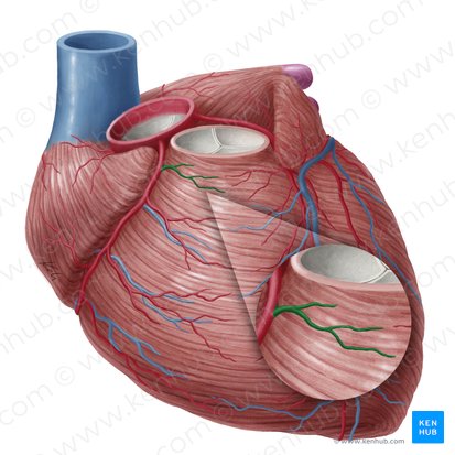 Ramus coni arteriosi arteriae coronariae dextrae (Ast des Conus arteriosus der rechten Herzkranzarterie); Bild: Yousun Koh