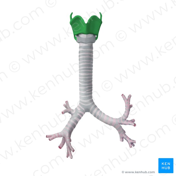 Cartilagem tireóidea (Cartilago thyroidea); Imagem: Begoña Rodriguez