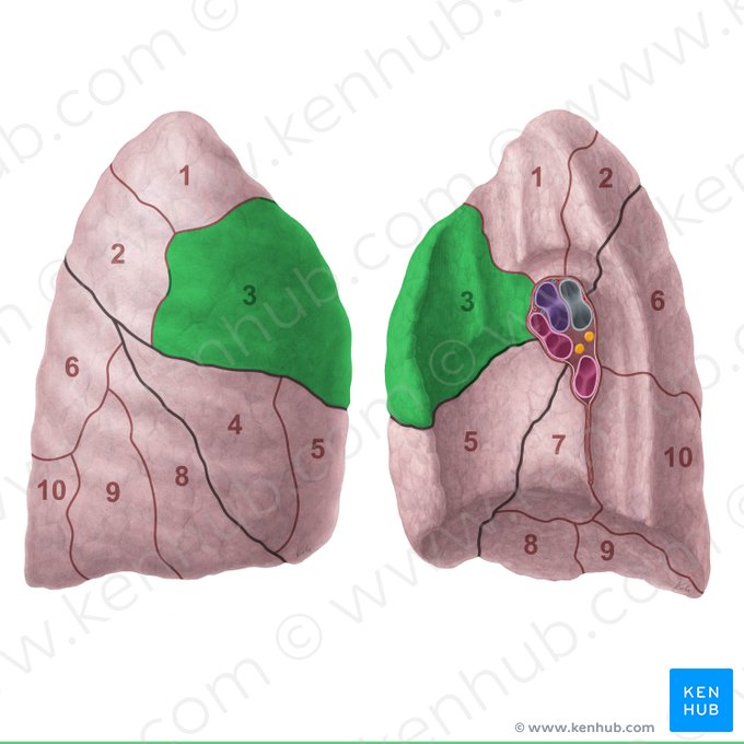 Anterior segment of right lung (Segmentum anterius pulmonis dextri); Image: Paul Kim