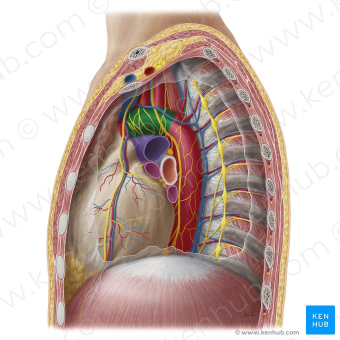 Aortic arch (Arcus aortae); Image: Yousun Koh
