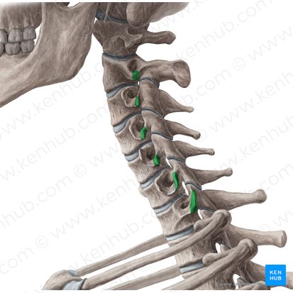 Posterior tubercles of transverse processes C2-C7 (Tubercula posteriores processuum transversorum C2-C7); Image: Yousun Koh