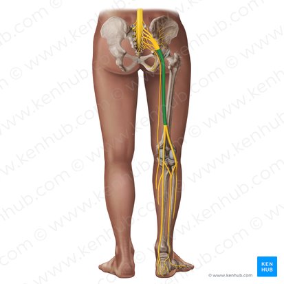 Sciatic nerve (Nervus ischiadicus); Image: Irina Münstermann