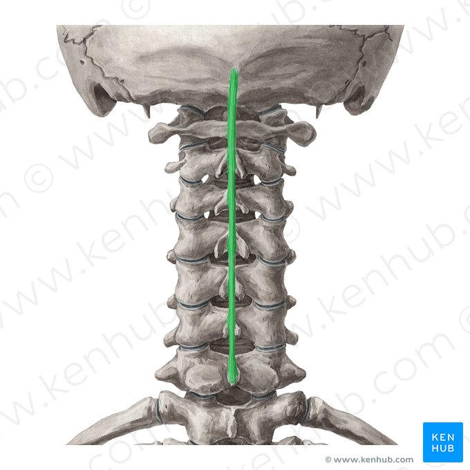 Ligamento nucal (Ligamentum nuchae); Imagem: Yousun Koh