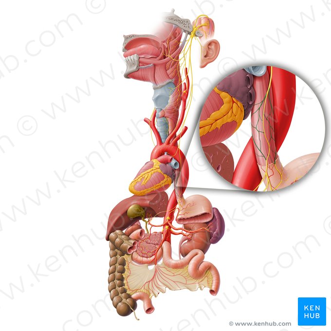 Esophageal plexus (Plexus oesophageus); Image: Paul Kim