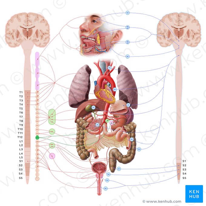 Least thoracic splanchnic nerve (Nervus splanchnicus thoracicus imus); Image: Paul Kim