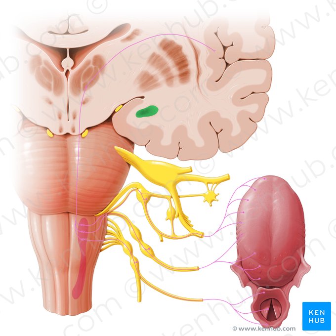 Amygdaloid body (Corpus amygdaloideum); Image: Paul Kim