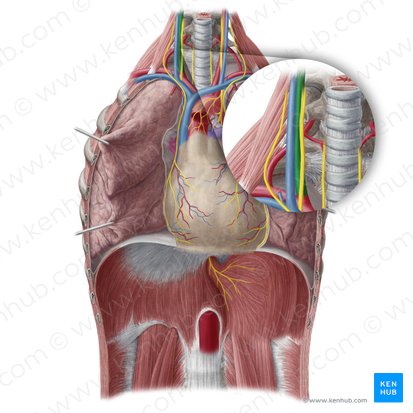 Right common carotid artery (Arteria carotis communis dextra); Image: Yousun Koh