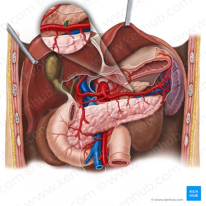 Arteria gastrica posterior (Hintere Magenarterie); Bild: Esther Gollan