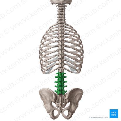 Lumbar vertebrae (Vertebrae lumbales); Image: Yousun Koh