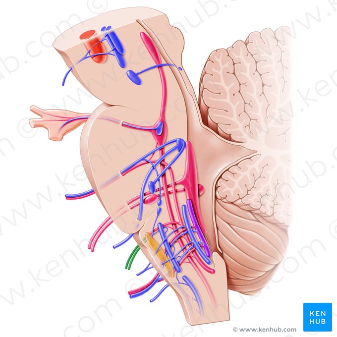 Glossopharyngeal nerve (Nervus glossopharyngeus); Image: Paul Kim