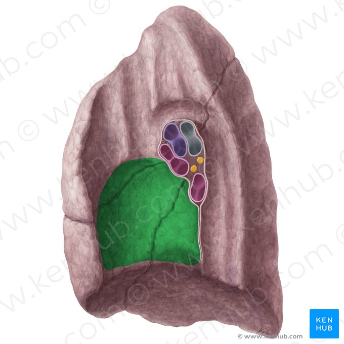 Impressio cardiaca pulmonis dextri (Herzabdruck der rechten Lunge); Bild: Yousun Koh
