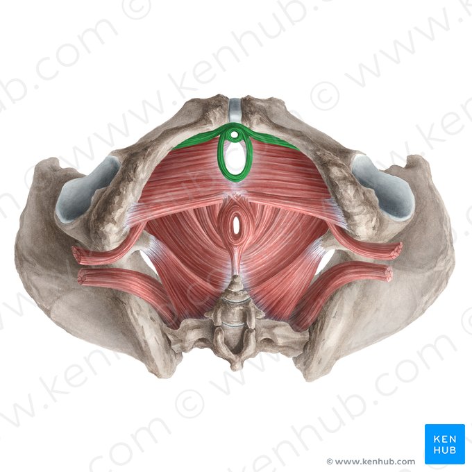 Musculus sphincter externus urethrae femininae (Äußerer Harnröhrenschließmuskel der Frau); Bild: Liene Znotina