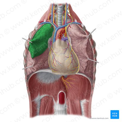 Lobus superior pulmonis dextri (Oberlappen der rechten Lunge); Bild: Yousun Koh