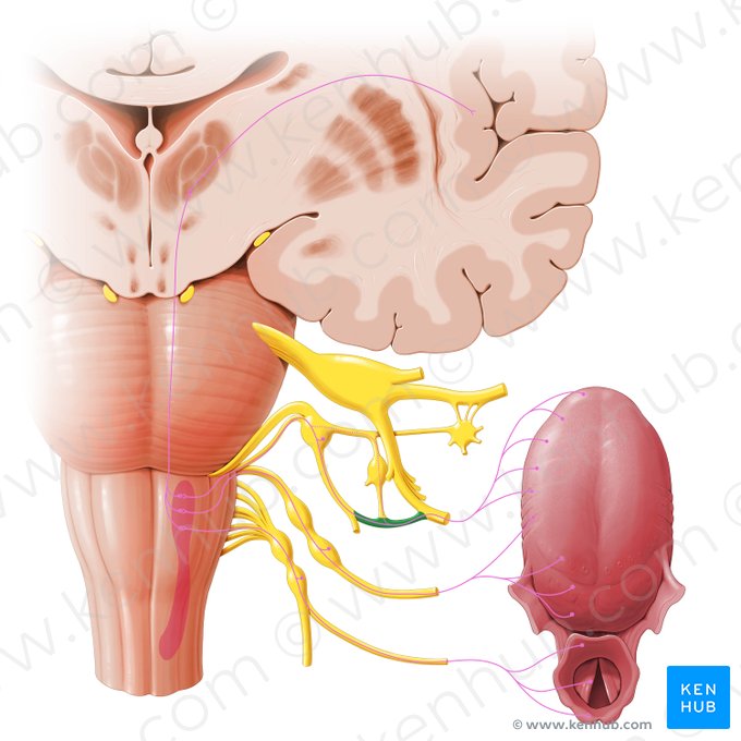 Chorda tympani; Image: Paul Kim