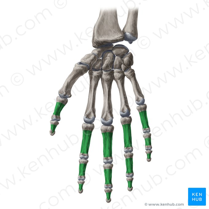 Corpus phalangis manus (Körper des Fingerglieds); Bild: Yousun Koh