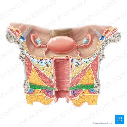 Deep transverse perineal muscle (female) (Musculus transversus profundus perinei (femininus)); Image: Samantha Zimmerman