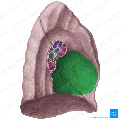 Cardiac impression of left lung (Impressio cardiaca pulmonis sinistri); Image: Yousun Koh