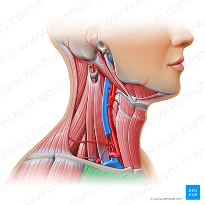 Pectoralis major muscle (Musculus pectoralis major); Image: Paul Kim