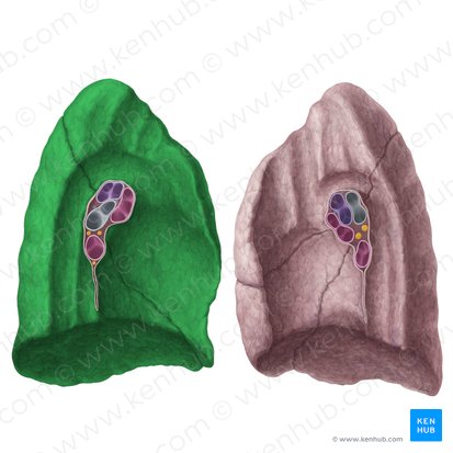 Left lung (Pulmo sinister); Image: Yousun Koh