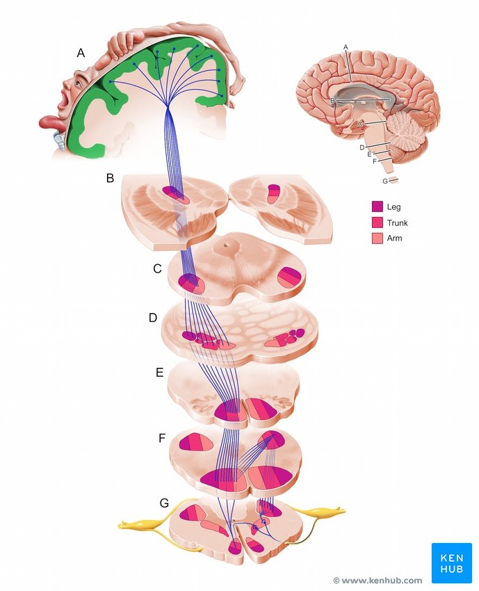 'Motor cortex - cross-sectional view'