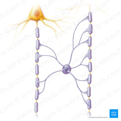 Oligodendrocyte (Oligodendrocytus); Image: Paul Kim