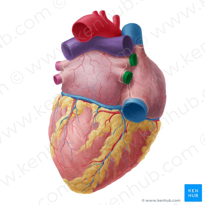 Right pulmonary veins (Venae pulmonales dextrae); Image: Yousun Koh
