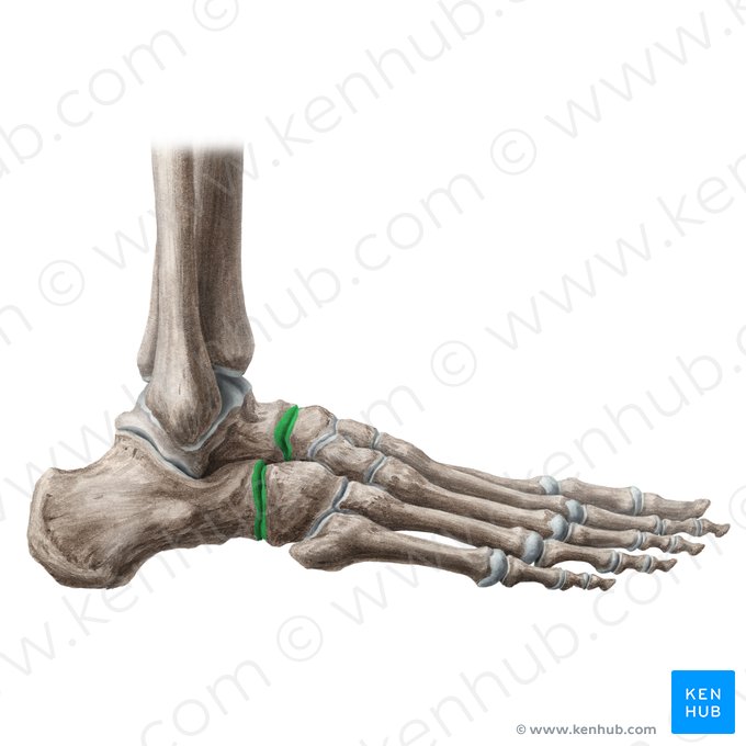 Transverse tarsal joint (Articulatio transversa tarsi); Image: Liene Znotina
