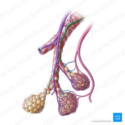 Bronchial artery (Arteria bronchialis); Image: Paul Kim
