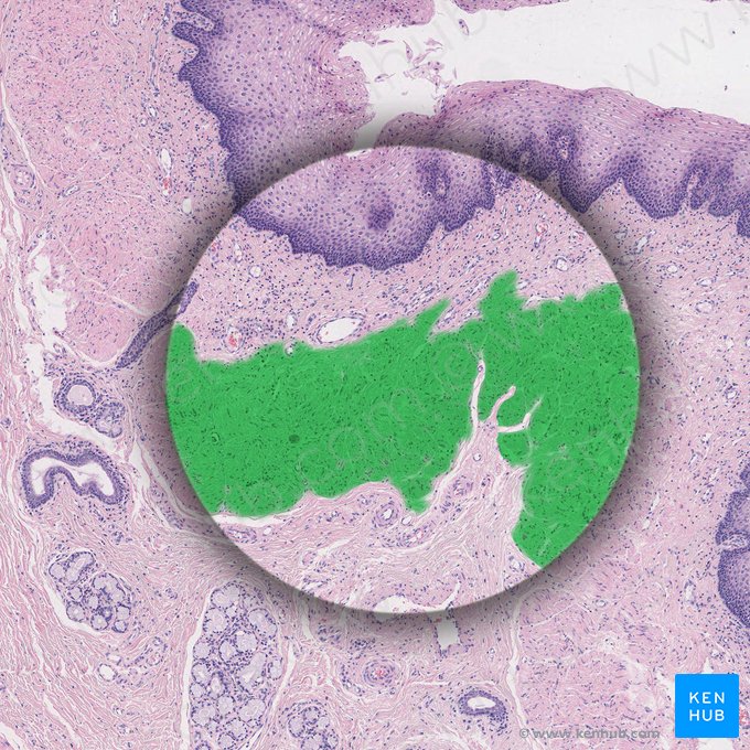 Lamina muscularis mucosae (Muskelschicht der Mukosa); Bild: 